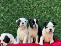 Irk Ve Sağlık Garantili French Bulldog Yavrular