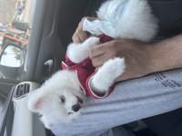 Pomeranian boo