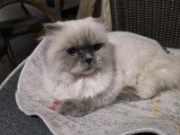 2 yaşında scottish fold