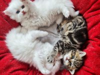 British Longhair Ve British Shorthair Yavru Kedi