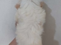 2 AYLIK MALTİPOO