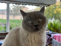 Kedi british shorthair Dişi