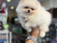 Teddy Pomeranian Prenses