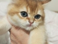 Golden NY12 british shorthair