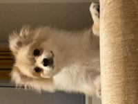 Ev Ortamına Alışkın Pomeranian Boo Yavrusu