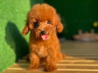 Toy Poodle Köpekler Referans Yavru