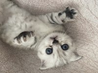 20 Mart doğumlu scottish fold dişi erkek yavru