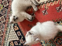 Scottish fold