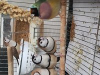 Çeşitli finchler