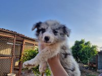 Merle Border Collie