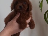 2.5 aylık kore poodle dişiler