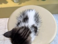 İKİ GÖZÜ DE GÖRMÜYOR KEDİMİZİN ÇOK ACİL YUVA