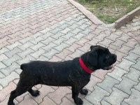 Muhteşem yapıda fawn ve black brindle cane corsolar