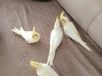 Yeme Yeni Düşmüş Sultan Papağanları