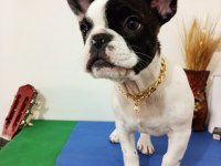 SIFIR MASRAFLA SAHİP OL FRENCH BULLDOG
