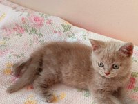 GRİ LİLAC DİŞİ ERKEK SAFKAN YAVRULAR