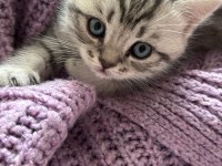 Şecereli anne baba 1.5 aylık british shorthair