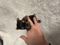 Mikro Teacup Yorkie