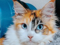 Maine coon yavrular