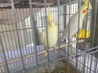 Yumurtalı Takım Lutino Sultan Papağanı