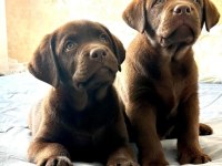 TÜRKİYENİN EN ÖZEL ÇİFLİĞİNDEN LABRADOR YAVRULARI 