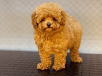 DİŞİ VE ERKEK TOY GARANTİLİ POODLE YAVRULARIMIZ