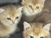 Sarı renkte ny12 british shorthair bebekler