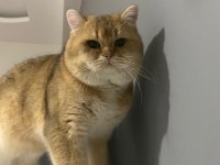 British shorthair golden 1 buçuk yaşında erkek ny11