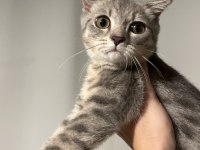 British shorthair 3,5 aylık
