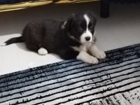 Border collie 3 aylık