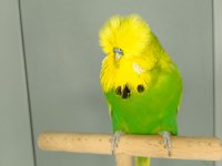 Show jumbo muhabbet kuşu