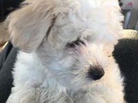 3 Aylık Tatlı Maltipoo Köpeğimiz