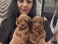 Ufacık koyu renk maltipoo yavrularım