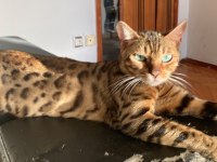3 yaşında safkan gold dişi bengal kedisi