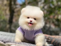 2.5 Aylık Orijinal Pomeranian Boo Yavrularımız