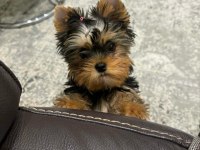 Evinizin akıllı yorkshire terrier şekeri