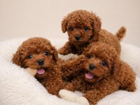 Irk Garantili Toy Poodle Yavrular