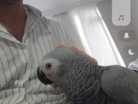 PETSHOP KUŞU DEĞİLDİR ÖZEL BİR JAKODUR