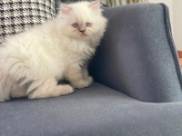 Biritish Longhair Erkek Yavru