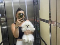 4 aylık saf ırk erkek pomeranian boo