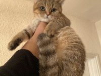 British shorthair golden tabby black