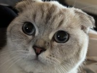 Scottish fold kızıma yuva arıyorum