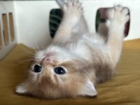 ŞOV KALİTE REZERVEYE MÜSAİT FLAXEN GOLDEN KEDİMİZ