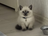 British Shorthair Blue Point