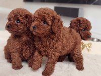 EFSANE GÜZELLİK TOY POODLE YAVRULARI 