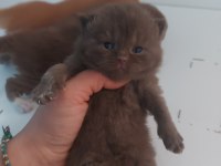 ÇİKOLATA DİŞİ ERKEK BRITISH SHORTHAIR YAVRULARIMIZ
