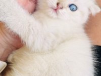 Top Kafa Maviş Göz Scottish Fold