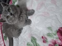 British Shorthair Minnağım