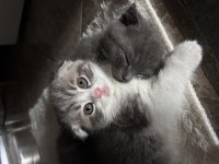 Çok acil istanbul içi scottish fold