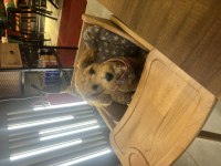 5 AYLIK MALTİPOO AŞILARI TAM KIYAFET AKSESUARLAR HEDİYE